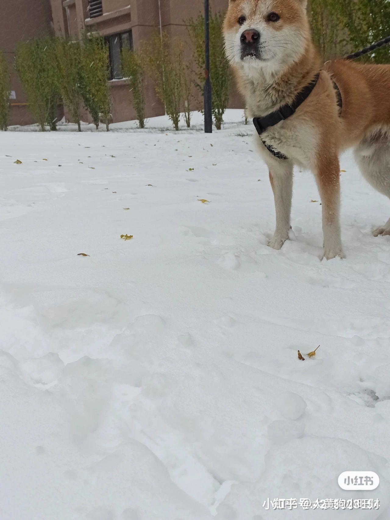 最新广西土猎犬出售,最新广西土猎犬出售信息汇总